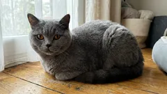 Hoe je een kat níet moet opvoeden: 10 fouten die het gedrag van je kat verpesten