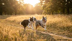 Van chaotische wandelingen naar rustige verbinding: zo leer je lopen zonder lijn