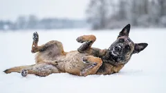 Mag een hond in de sneeuw rollen na actief hardlopen? Wanneer wordt "schattigheid" gevaarlijk