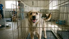 4 misvattingen over asielhonden: waarom adoptie uit het asiel geen reden tot angst is