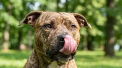 10 hondenrassen met een gouden karakter — welke zijn absoluut de moeite waard?