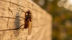 Vliegen in de keuken bestrijden: 5 gifvrije methoden