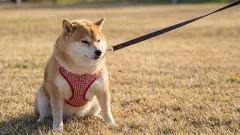 Wat te doen als je hond niet wil wandelen — 7 mogelijke oorzaken en oplossingen